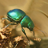Chrysomelidae species